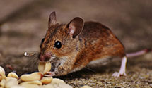 24 Hour & Emergency Exterminators in New Haven, MI